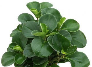 loại cây cảnh được sử dụng nhiều nhất
