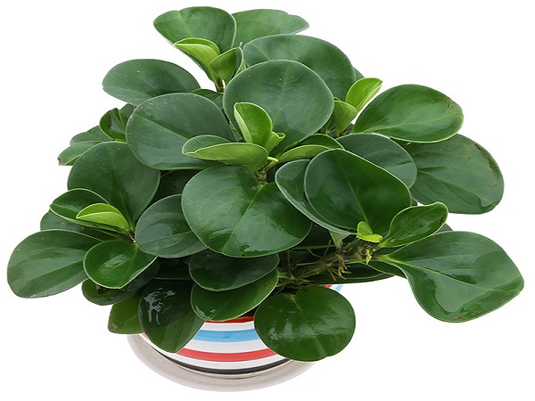 Loại cây cảnh phong thủy được sử dụng nhiều có cây Trường Sinh