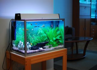 Đặt bể cá cảnh hợp phong thủy nhà