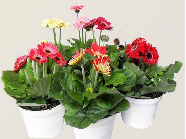Cây hoa đồng tiền – Cây cảnh phong thủy cho tuổi Hợi mang lại tài lộc