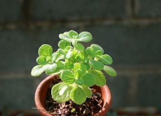 cây cảnh phong thủy cho người tuổi hợi