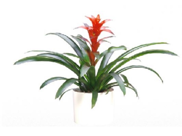 Vì sao nên dùng cây cảnh bài trí cửa hàng?