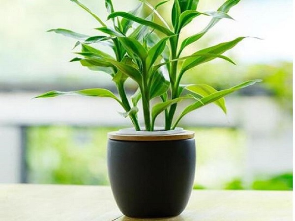 Những loại cây cảnh bài trí cửa hàng phổ biến và ý nghĩa