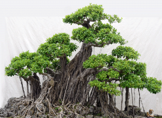 Ý nghĩa của cây si phong thủy