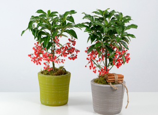 Top cây cảnh hút tài lộc cho tuổi Giáp Tuất 94