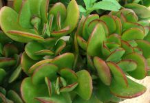 canh phong thủy cho tuổi Canh Thìn may mắn, tài lộc