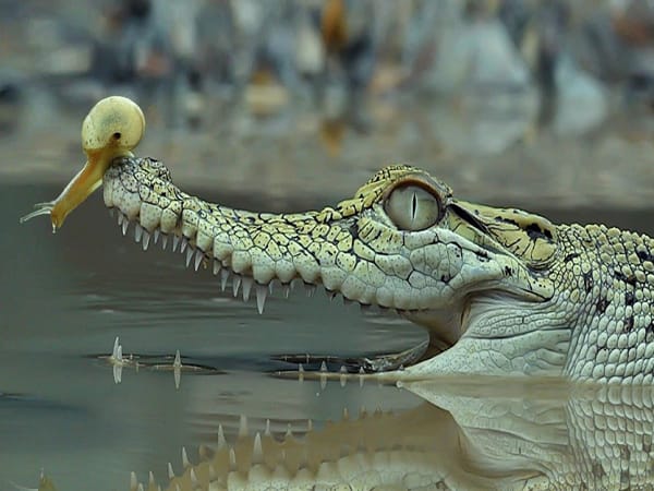 Giải mã giấc mơ thấy cá sấu gửi tới điềm báo gì?