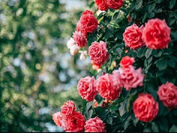 Nằm mơ thấy nhiều hoa hồng nở rộ