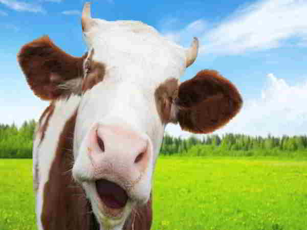 Mơ thấy con bò là điềm báo gì, đánh số mấy dễ trúng?