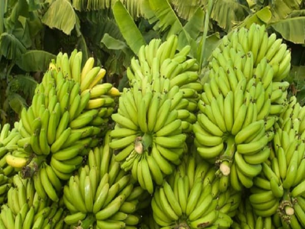Ngủ mê thấy nhiều quả chuối