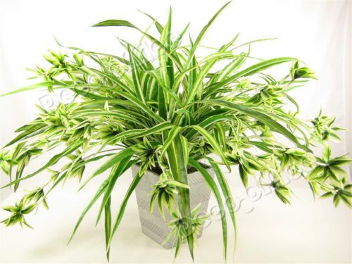 Ý nghĩa phong thủy của cây dây nhện