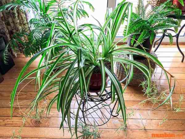 Đặc điểm nổi bật của cây dây nhện