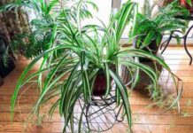 cây dây nhện hợp mệnh gì