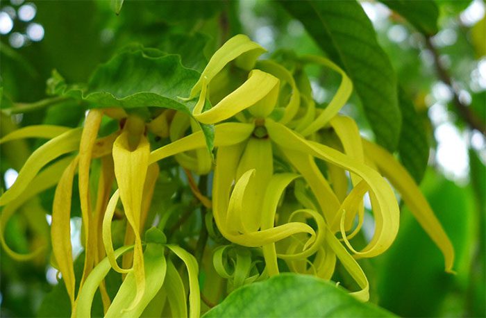 Ý nghĩa phong thủy của cây hoa dẻ