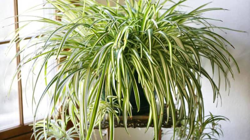 cây dây nhện đặc biệt phù hợp với người mang mệnh mộc và mệnh hỏa 