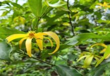 ý nghĩa phong thủy của cây hoa dẻ