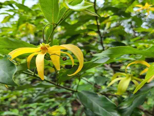 Giới thiệu về cây hoa dẻ