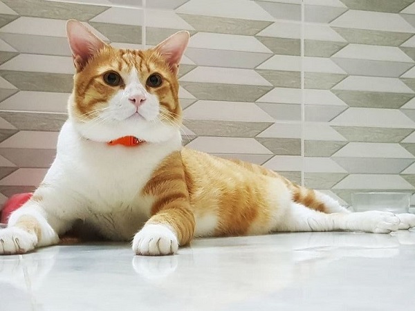 Tính cách đặc trưng của tuổi Mão sinh tháng giêng