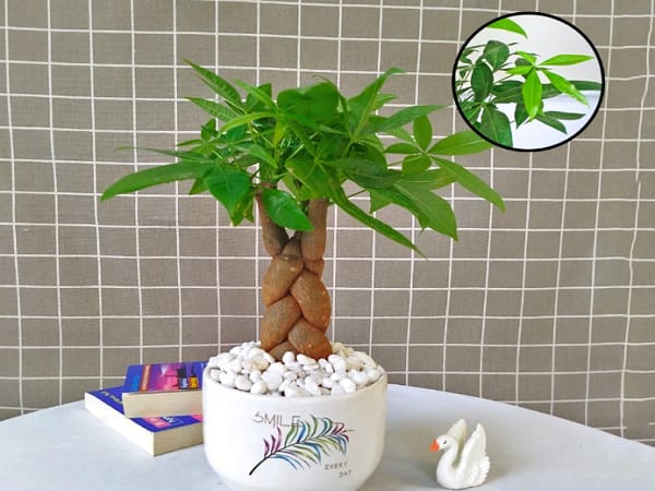 Cây Kim Ngân – Biểu tượng của sự giàu sang