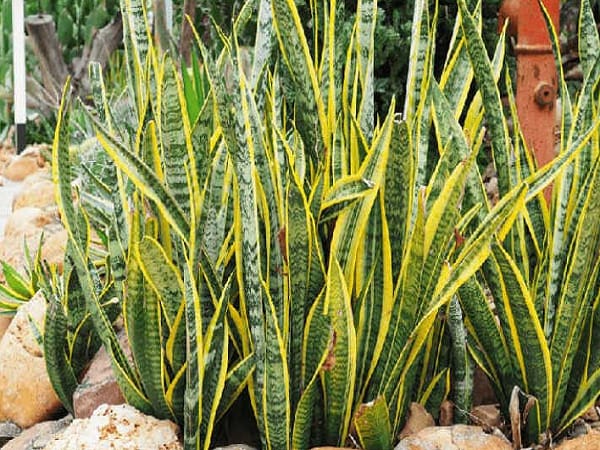 Cây Lưỡi Hổ là 1 trong 5 loại cây tài lộc