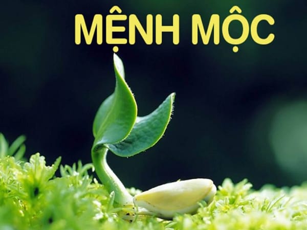 Đặc trưng của người mệnh Mộc trong phong thủy