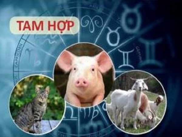 Luận tam hợp tuổi Mão trong công việc, tình duyên và phong thủy