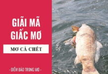 Nằm mơ thấy cá chết là điềm gì, con số may mắn liên quan?