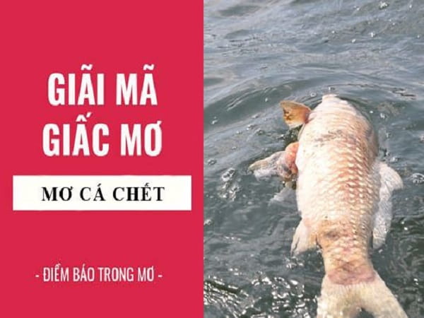 Nằm mơ thấy cá chết là điềm gì?