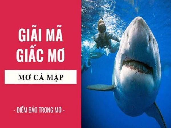 Giải mã chi tiết các giấc chiêm bao thấy cá mập