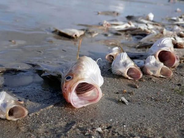 Giải mã chi tiết các giấc mơ thấy cá chết