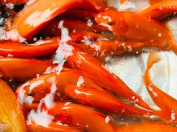 Mơ Thấy Cá Chép Vàng Bơi Trong Nước Đục