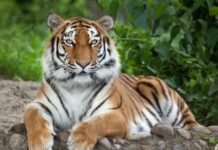 Mơ thấy hổ vào nhà là điềm gì, giải mã con số liên quan