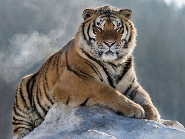 Ý nghĩa chung của giấc mơ thấy hổ vào nhà