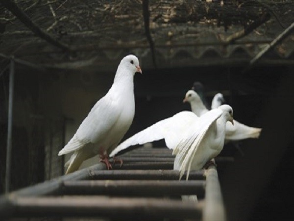 Nằm mơ thấy chim bay vào nhà là điềm báo gì thú vị