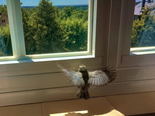 Nằm mơ thấy chim bay vào nhà là điềm báo gì thú vị