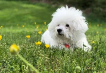 Luận giải nằm mơ thấy chó nhỏ có con số tài lộc nào?