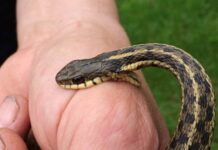 Sự thật nằm mơ thấy người khác bị rắn cắn ẩn chứa điềm gì?