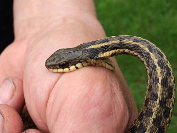 Sự thật nằm mơ thấy người khác bị rắn cắn ẩn chứa điềm gì?