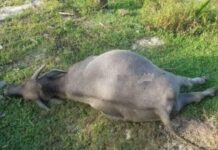 Giải mã nằm mơ thấy trâu chết có ý nghĩa gì, tốt hay xấu