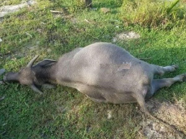 Giải mã nằm mơ thấy trâu chết có ý nghĩa gì, tốt hay xấu