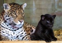 Con báo số mấy, giải mã mơ thấy con báo là điềm gì? Con báo số mấy, giải mã mơ thấy con báo là điềm gì?