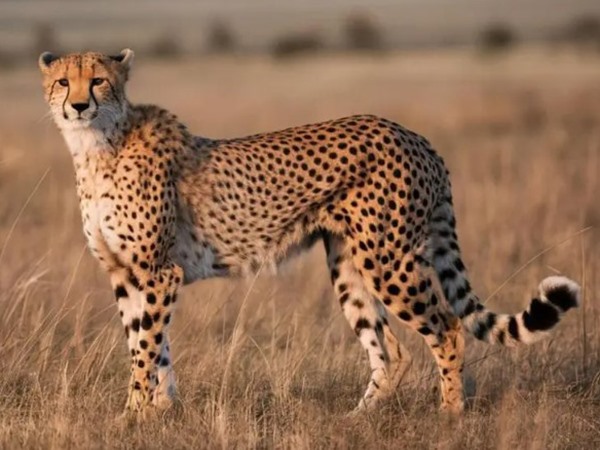 Con báo số mấy, giải mã mơ thấy con báo là điềm gì?