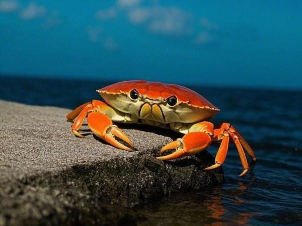 Mơ thấy cua chết