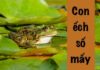 Con ếch số mấy và ý nghĩa cùng con số may mắn liên quan