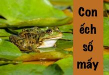 Con ếch số mấy và ý nghĩa cùng con số may mắn liên quan