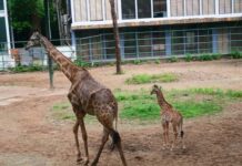 con hươu cao cổ số mấy