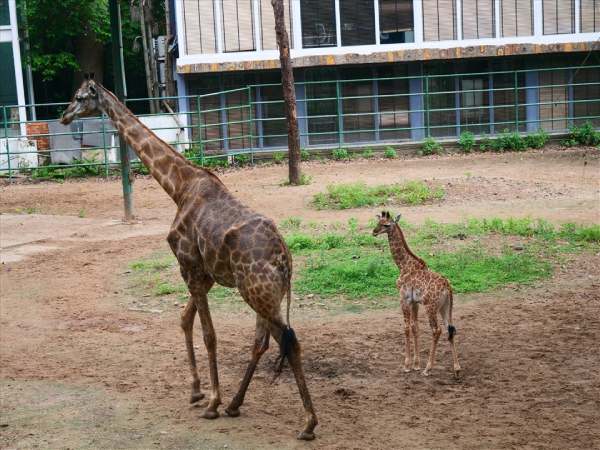 Con hươu cao cổ số mấy, bật mí cặp số đẹp theo dân gian
