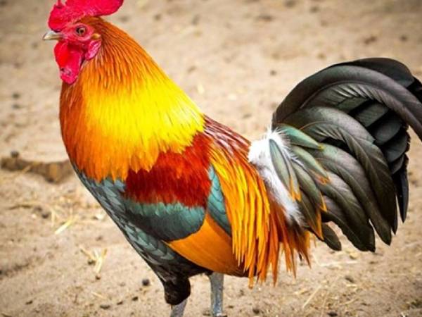 Bật mí con số may mắn ngày 10/4/2026 tuổi Dậu hút tài lộc