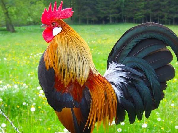 Con số may mắn ngày 10/4/2026 từng tuổi Dậu