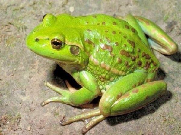 Giải mã ý nghĩa khi gặp ếch trong từng trường hợp